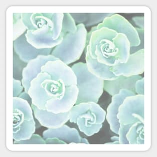 Plants print, pastel mint green Houseleek Sticker